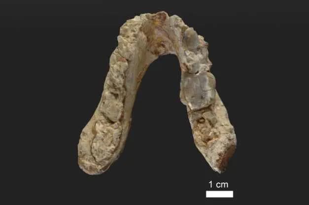 Hóa thạch từ 7 triệu năm trước chứng minh rằng loài người đã tiến hóa ở Châu Âu - Ảnh 1.