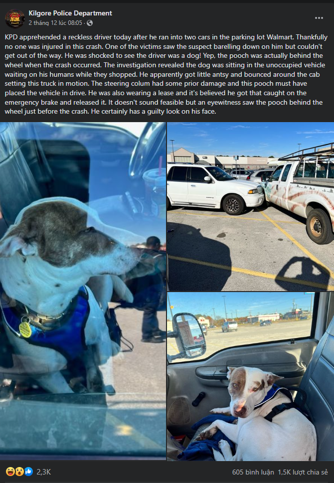 Một con chó ở Texas vừa bị bắt vì 'lái xe liều lĩnh' trong bãi đậu xe Walmart - Ảnh 1.