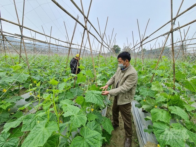 Liên kết trồng dưa chuột, nhiều nông dân vùng cao tăng thu nhập - Ảnh 2.