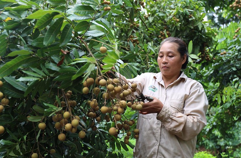 Mùa trái ngọt ở Sông Mã