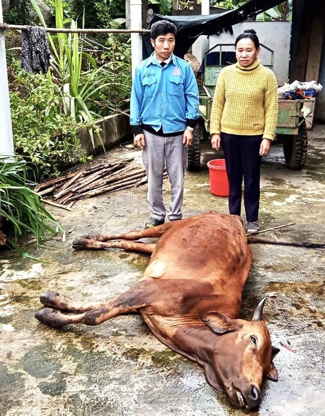 Hàng trăm gia súc ở nhiều huyện miền núi Nghệ An chết do giá rét - Ảnh 2.