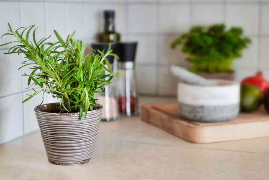 7 loại thảo mộc chẳng tốn sức chăm vẫn lớn nhanh như thổi để bạn trồng bên trong căn bếp gia đình - Ảnh 10.