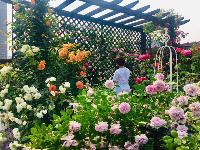 Khu vườn sân thượng độc đáo 2 tầng, tầng trên là hoa hồng rực rỡ, tầng dưới muôn hoa đua nở 4 mùa - Ảnh 11.