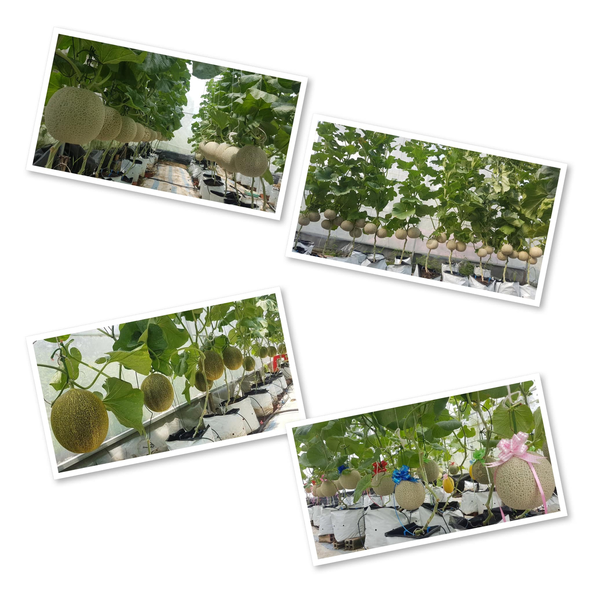 Cách trồng dưa lưới thành công trong khu vườn diện tích nhỏ 30m² - Ảnh 8.