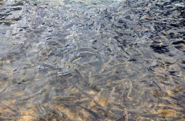 Yamdrok - hồ nổi tiếng nhất Tây Tạng có trữ lượng cá cả triệu tấn nhưng không ai dám ăn - Ảnh 21.