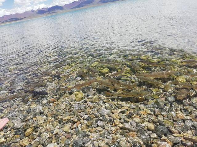 Yamdrok - hồ nổi tiếng nhất Tây Tạng có trữ lượng cá cả triệu tấn nhưng không ai dám ăn - Ảnh 20.