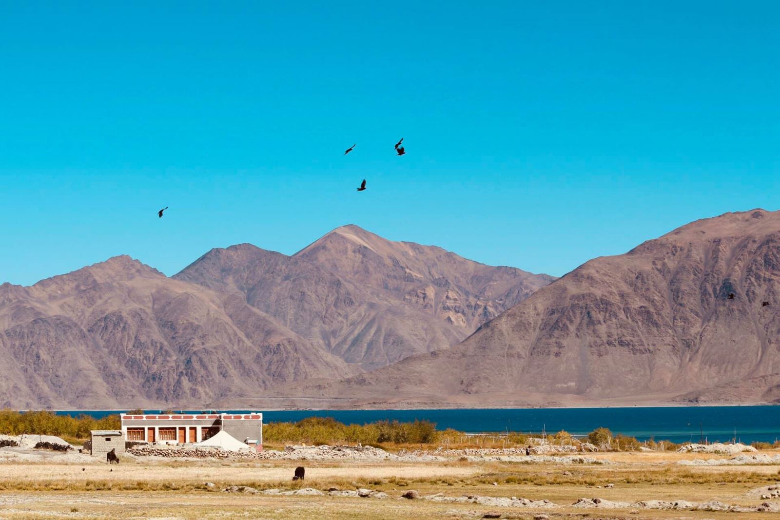 Yamdrok - hồ nổi tiếng nhất Tây Tạng có trữ lượng cá cả triệu tấn nhưng không ai dám ăn - Ảnh 14.