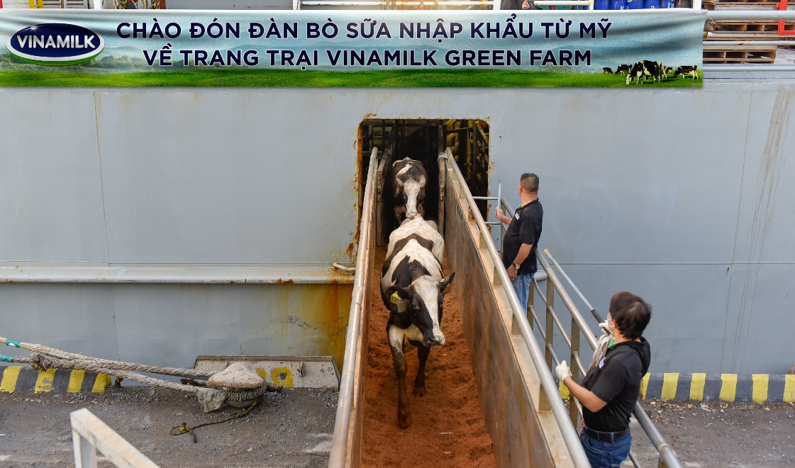 Vinamilk tiếp nhận hơn 1.500 bò sữa nhập khẩu từ Mỹ về các trang trại Green Ferm - Ảnh 1.