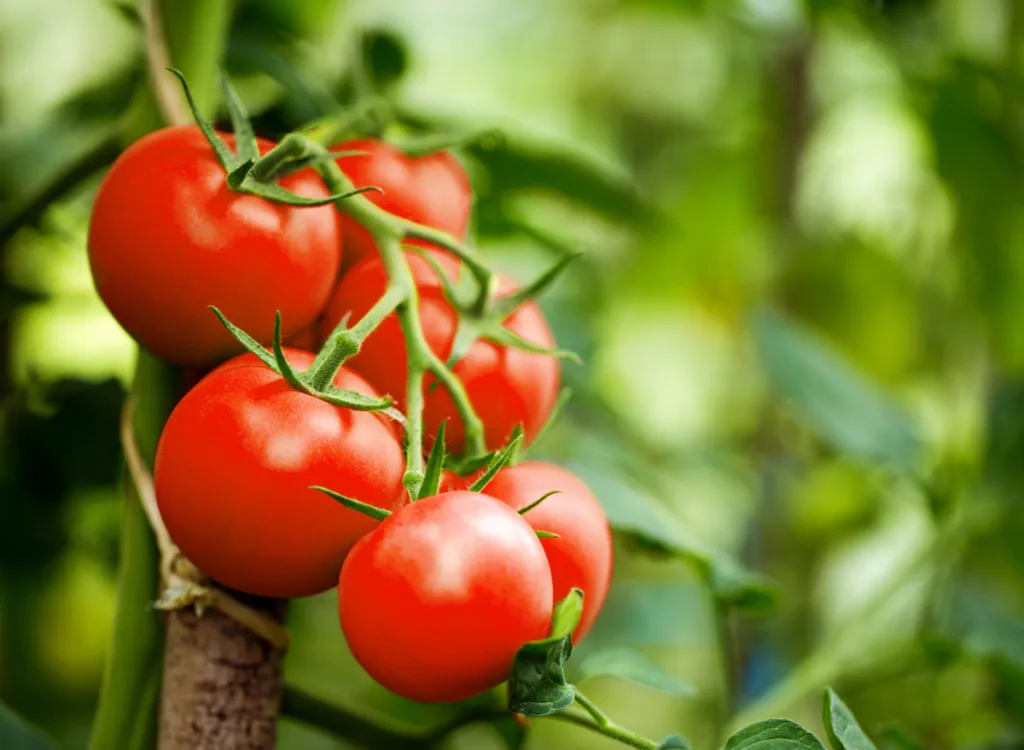 4 lợi ích khi ăn cà chua, vào mùa hè, lợi ích số 1 khiến chị em càng &quot;sốt xình xịch&quot; - Ảnh 3.