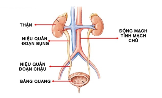 Nguy cơ mắc bệnh tiết niệu ở nam giới vào mùa hè - Ảnh 2.