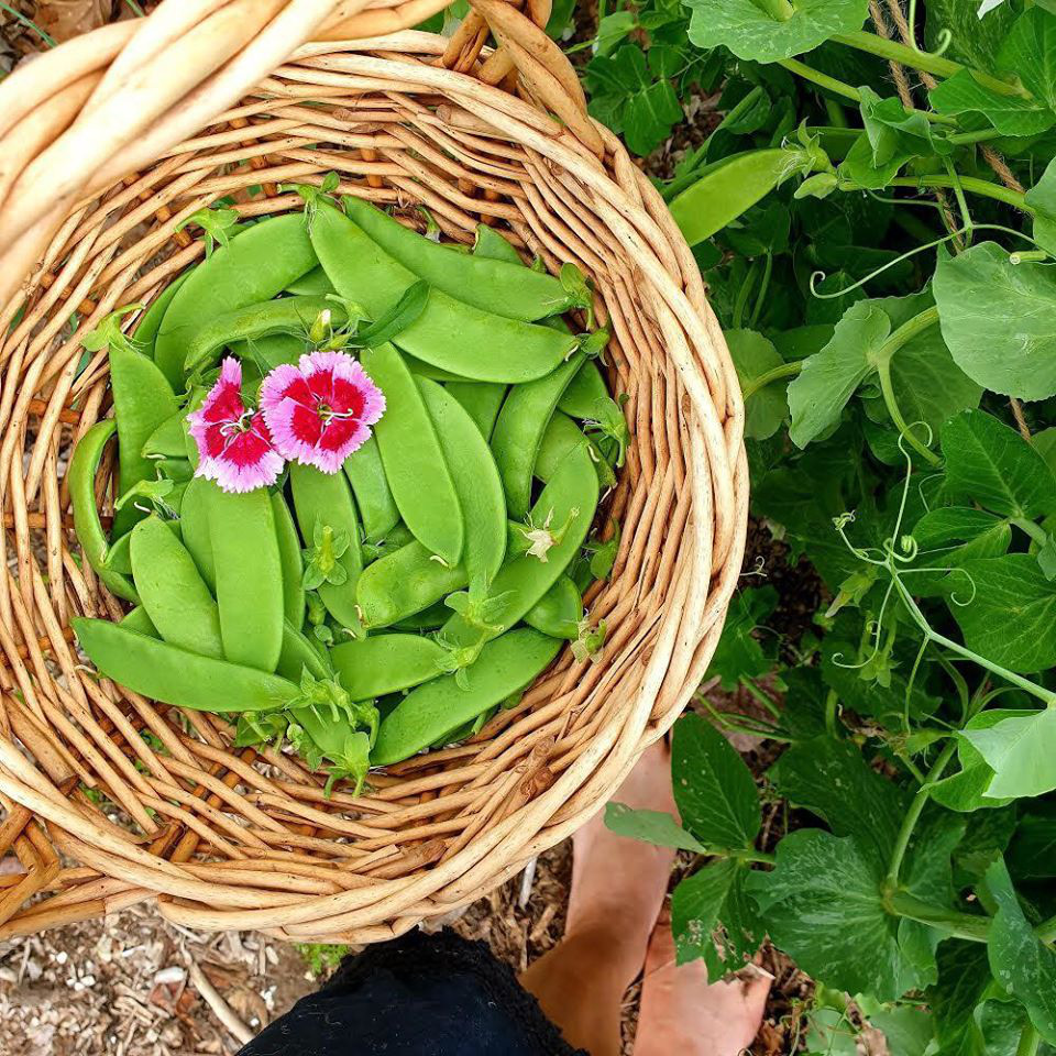 Yêu thích phim &quot;Ngôi nhà nhỏ trên thảo nguyên&quot;, người phụ nữ quyết trồng rau, sống gần thiên nhiên - Ảnh 12.