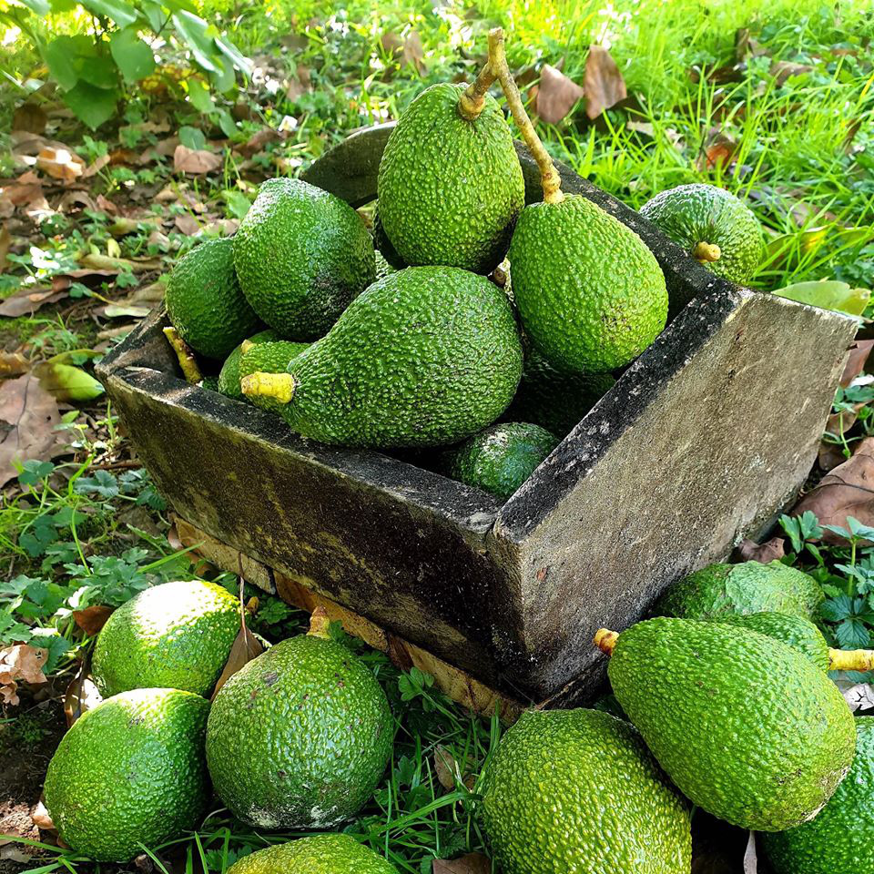 Yêu thích phim &quot;Ngôi nhà nhỏ trên thảo nguyên&quot;, người phụ nữ quyết trồng rau, sống gần thiên nhiên - Ảnh 10.