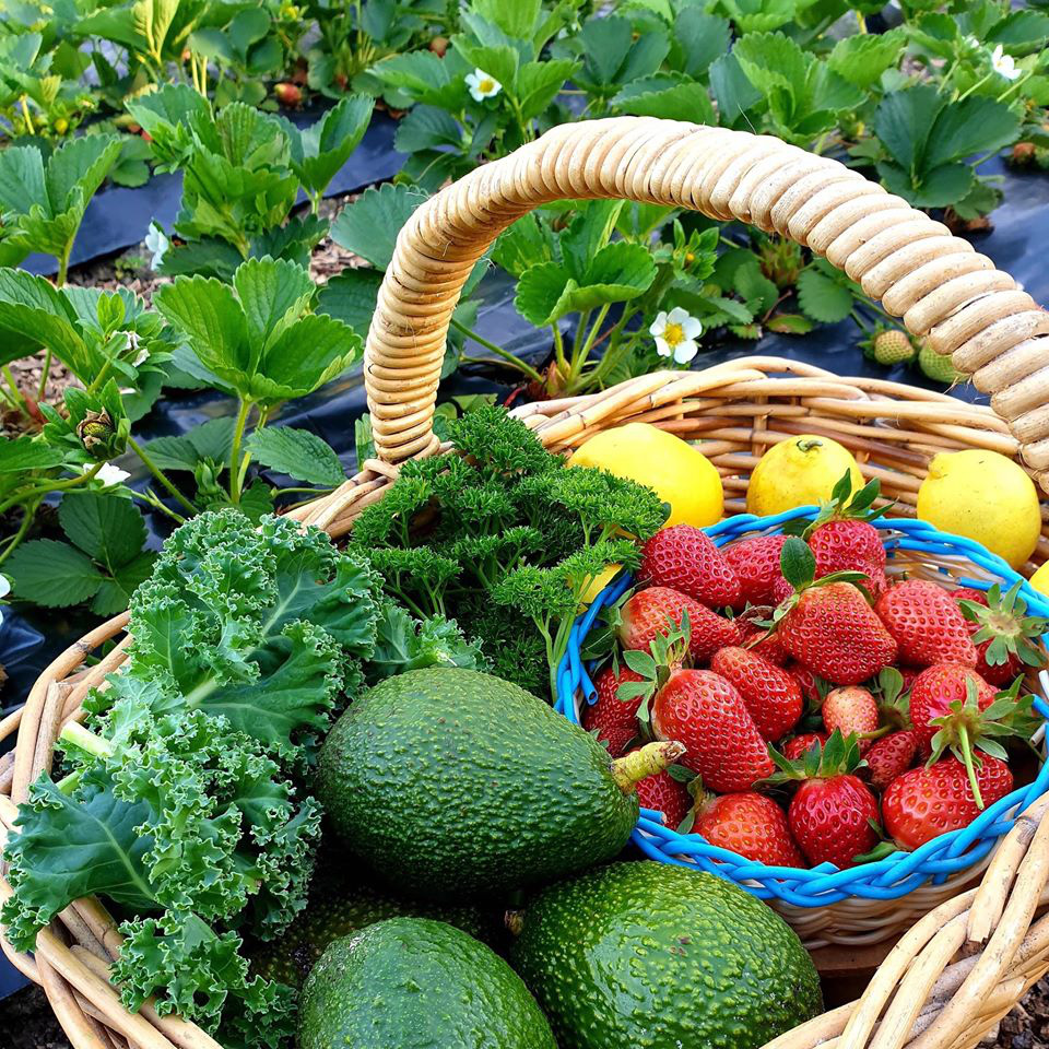 Yêu thích phim &quot;Ngôi nhà nhỏ trên thảo nguyên&quot;, người phụ nữ quyết trồng rau, sống gần thiên nhiên - Ảnh 4.