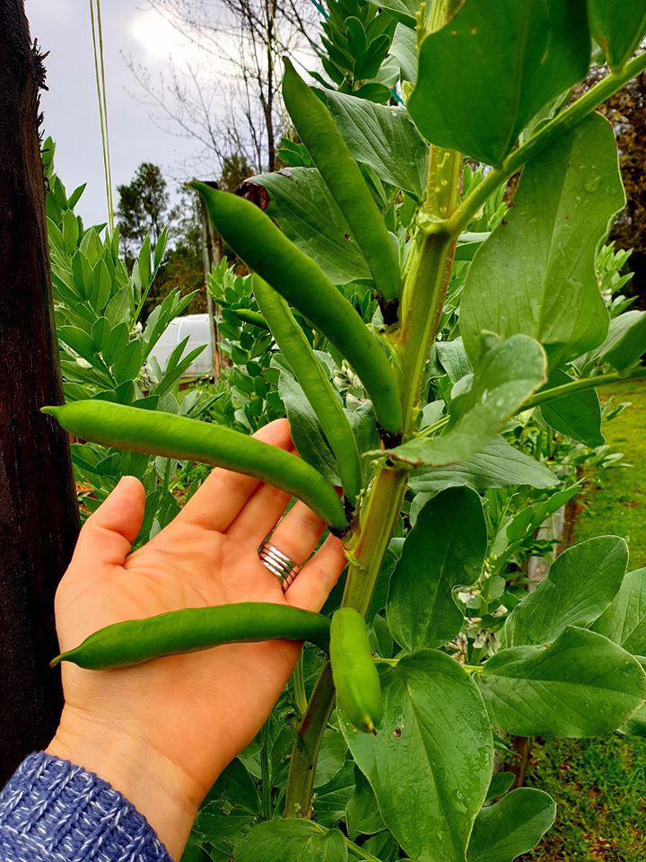 Yêu thích phim &quot;Ngôi nhà nhỏ trên thảo nguyên&quot;, người phụ nữ quyết trồng rau, sống gần thiên nhiên - Ảnh 15.