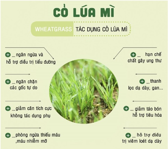 CỎ LÚA MÌ CÓ TÁC DỤNG GÌ - Ảnh 1.