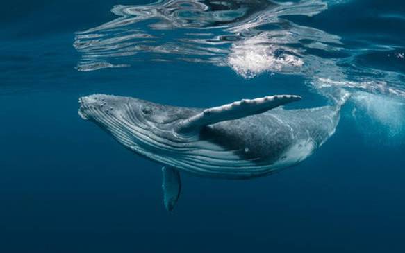 Kình lạc - bài ca bất tận của đại dương: Không hề biết cái chết của cá voi lại ý nghĩa đến thế!