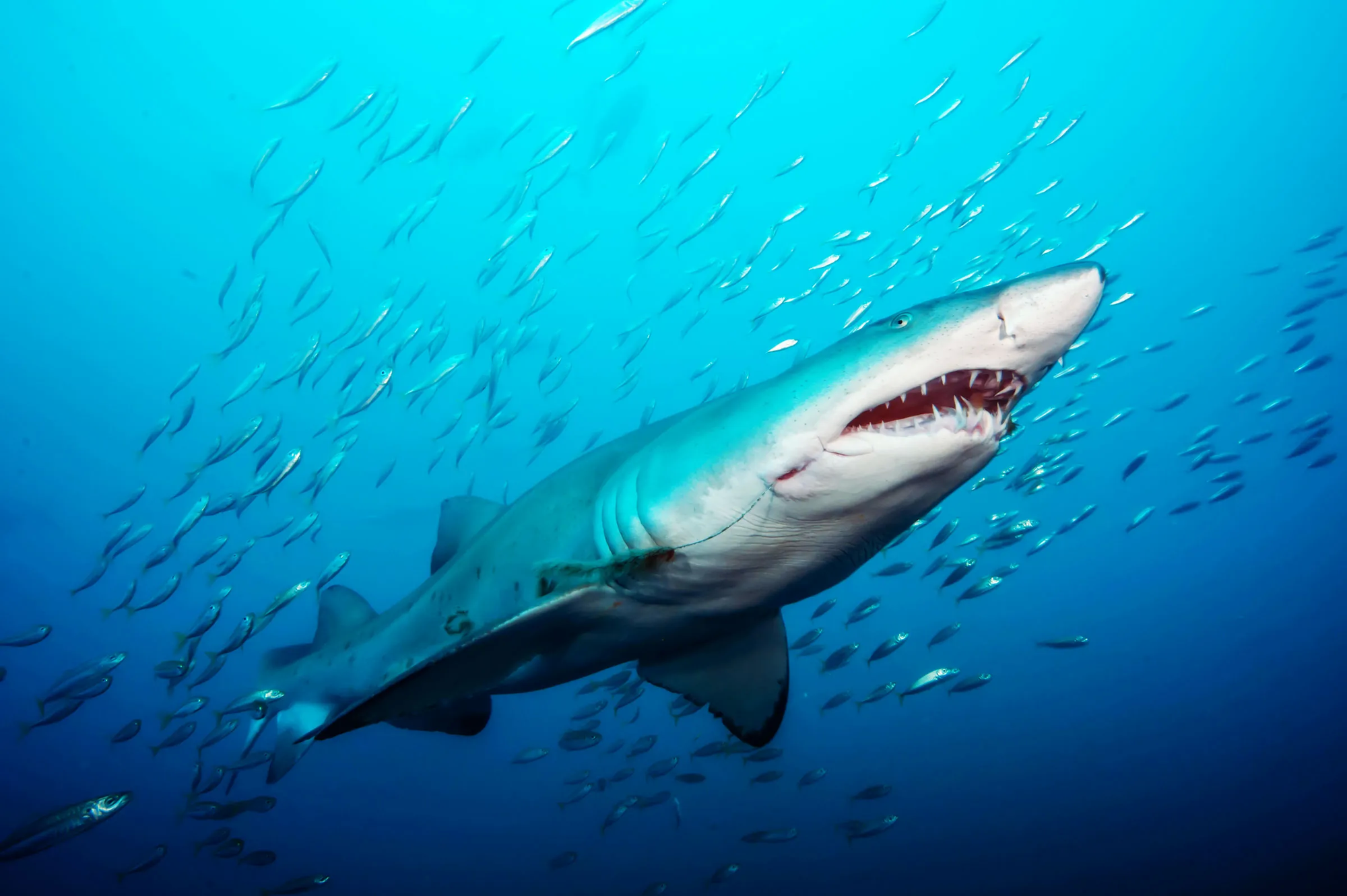 Lạ đời cá mập mệnh danh sát thủ đại dương lại bơi tránh đi khi gặp cá heo, nguyên nhân ít ai ngờ! - Ảnh 8.