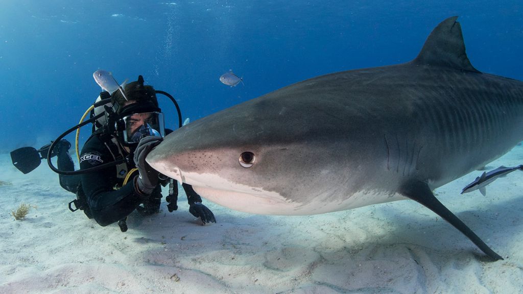 Lạ đời cá mập mệnh danh sát thủ đại dương lại bơi tránh đi khi gặp cá heo, nguyên nhân ít ai ngờ! - Ảnh 9.