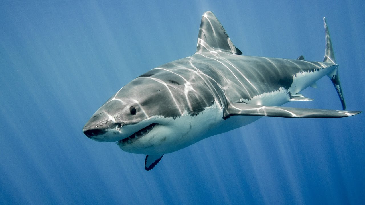 Lạ đời cá mập mệnh danh sát thủ đại dương lại bơi tránh đi khi gặp cá heo, nguyên nhân ít ai ngờ! - Ảnh 1.