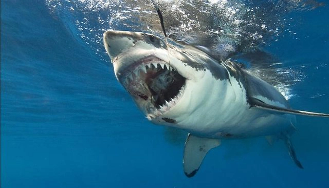 Lạ đời cá mập mệnh danh sát thủ đại dương lại bơi tránh đi khi gặp cá heo, nguyên nhân ít ai ngờ! - Ảnh 2.