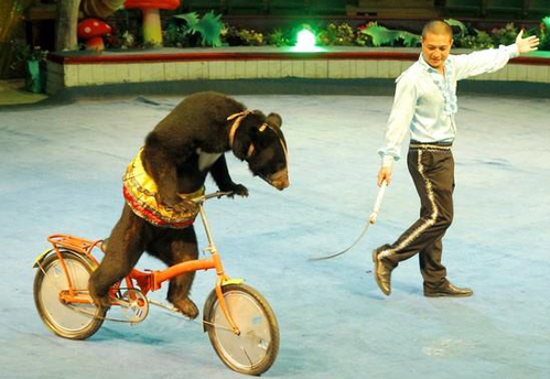 Tiết mục xiếc gấu đi xe đạp từng được khán giả yêu thích (Ảnh: Liên đoàn xiếc Việt Nam)
