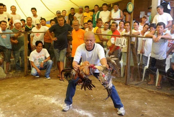 Các Đức Giám mục Philippines cảnh báo về “đại dịch cá cược chọi gà” - Ảnh 1.