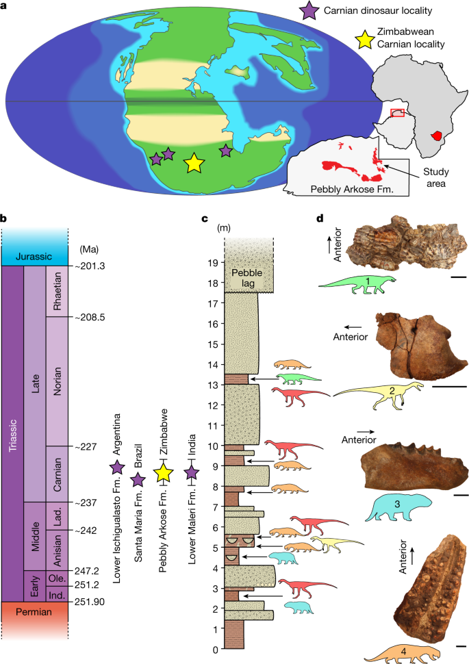 Hóa thạch khủng long hoàn chỉnh và lâu đời nhất của Châu Phi được tìm thấy ở Zimbabwe! - Ảnh 1.