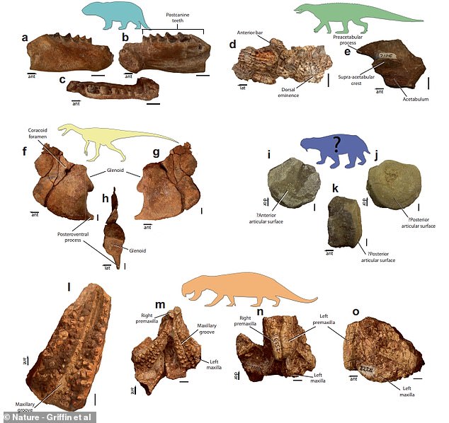 Hóa thạch khủng long hoàn chỉnh và lâu đời nhất của Châu Phi được tìm thấy ở Zimbabwe! - Ảnh 4.