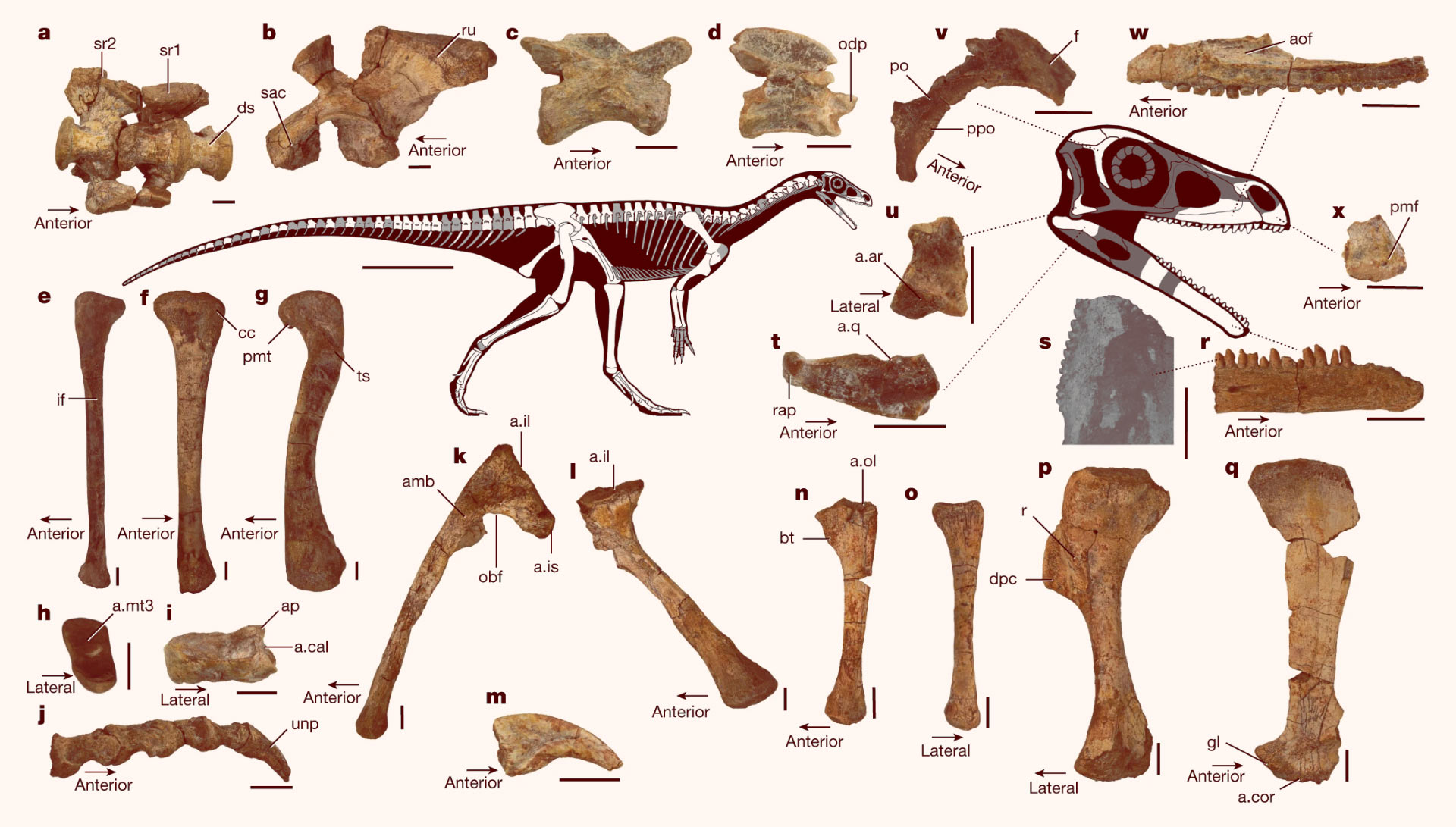 Hóa thạch khủng long hoàn chỉnh và lâu đời nhất của Châu Phi được tìm thấy ở Zimbabwe! - Ảnh 2.