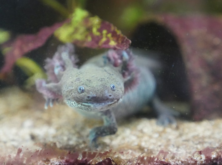 Axolotl: Loài kỳ nhông có thể giúp chúng ta khám phá ra những bí ẩn của não bộ! - Ảnh 1.