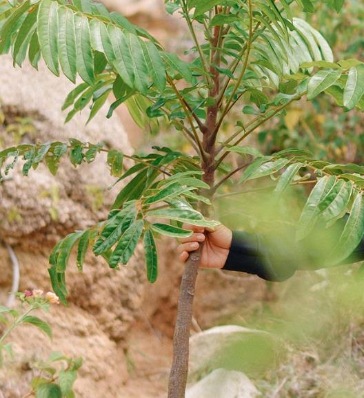 Hiện thực hóa mô hình CSV: Cỏ Mềm “bắt tay” cùng Hạnh Phúc Xanh trồng 2 hecta rừng ở Ninh Thuận - Ảnh 4.