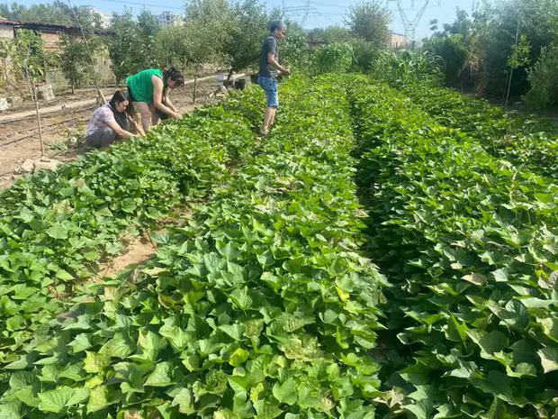 Những khu vườn đậm chất Việt Nam ở trời Tây: Từ khoai lang, rau muống đến ao cá, gà vịt đều có cả! - Ảnh 7.