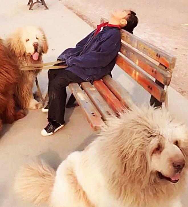 Con gái dắt 3 chú chó Ngao Tạng đi bộ mãi không về, bố đi tìm thấy cảnh tượng dở khóc dở cười - Ảnh 2.