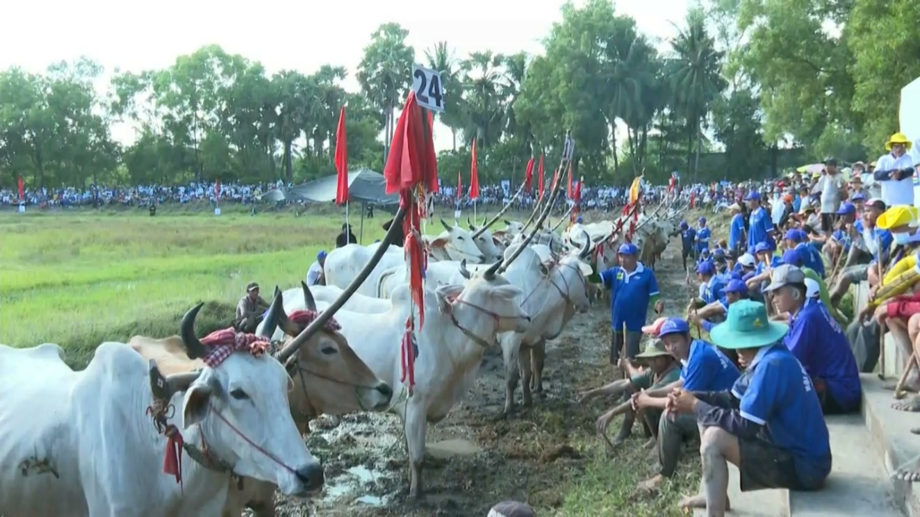 Lễ hội Đua bò Bảy Núi- mang đậm bản sắc văn hóa của đồng bào Khmer - Ảnh 3.