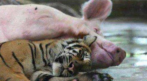 Tình mẫu tử diệu kỳ giữa lợn mẹ và hổ con khiến nhiều người ngỡ ngàng - Ảnh 2.