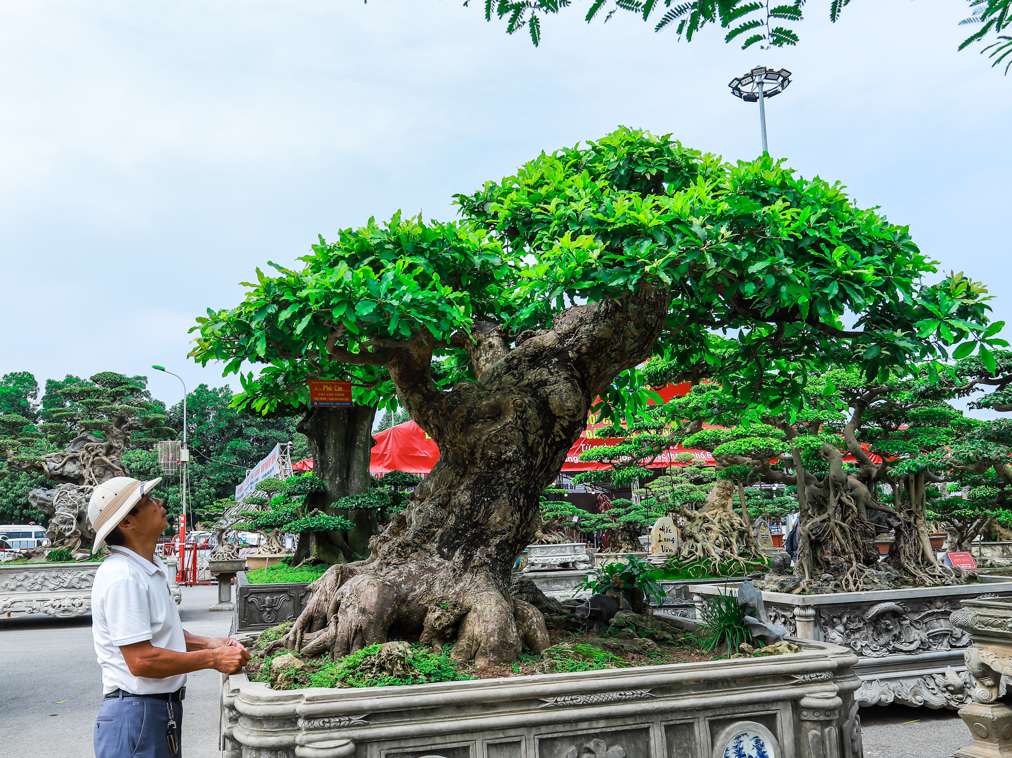 Những siêu cây cảnh hàng chục tỷ hội ngộ tại Bắc Ninh - Ảnh 10.