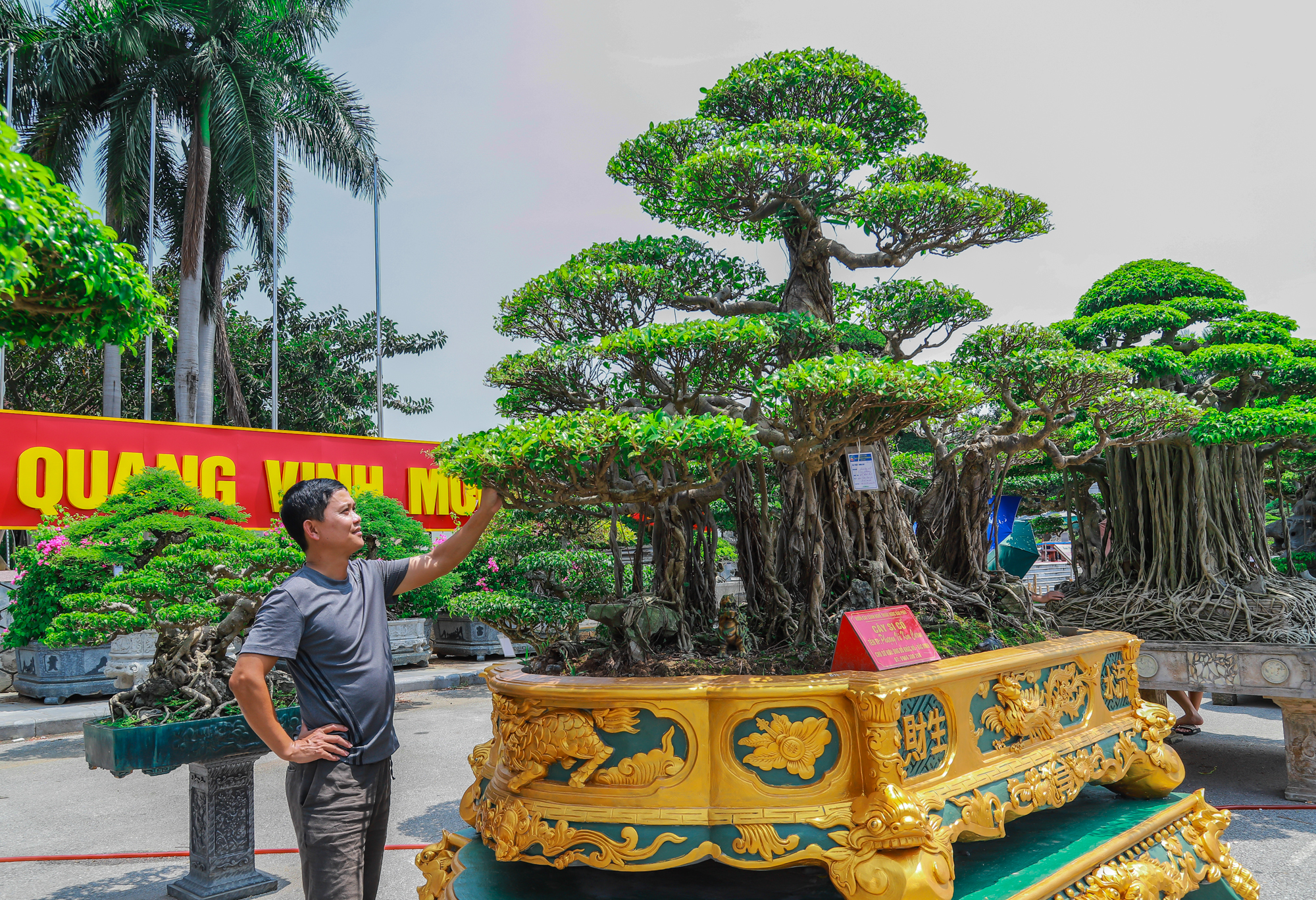 Những siêu cây cảnh hàng chục tỷ hội ngộ tại Bắc Ninh - Ảnh 12.