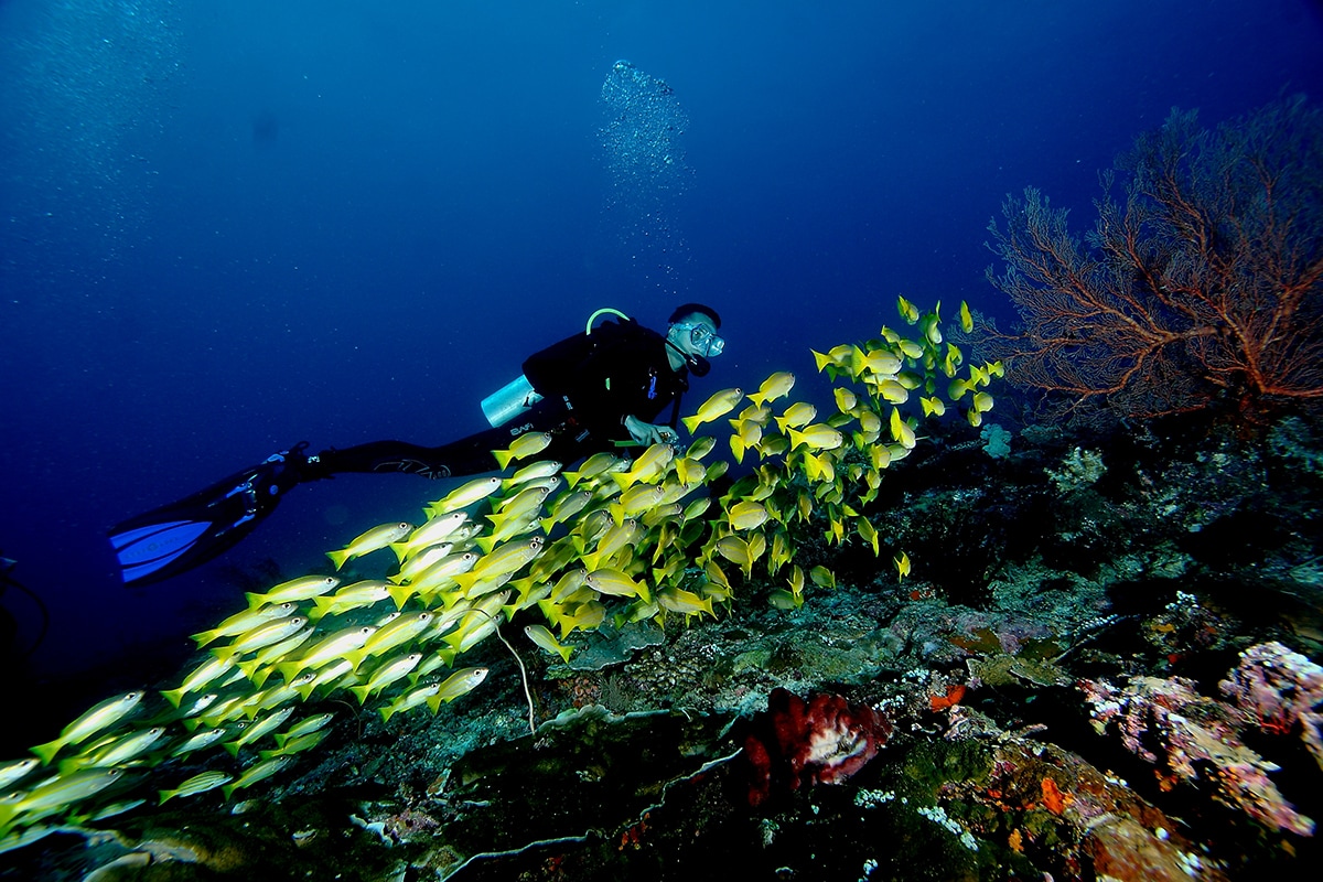 Quần đảo có một không hai của Đông Nam Á, vươn lên từ nạn đánh cá thành điểm lặn số 1 - Ảnh 9.