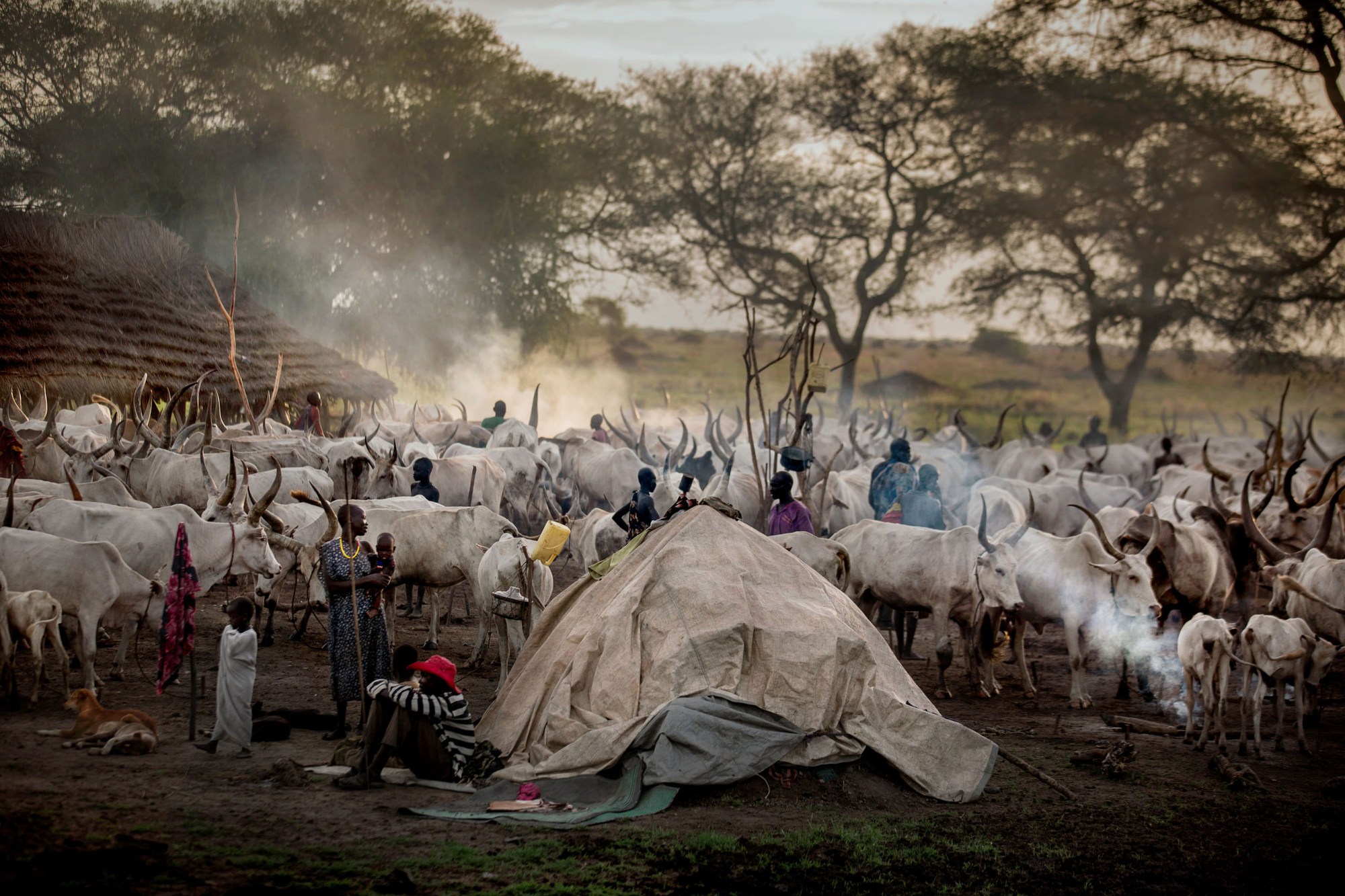 Bộ tộc Dinka của Nam Sudan: Những người cao nhất ở Châu Phi, và có lẽ là cả thế giới - Ảnh 7.