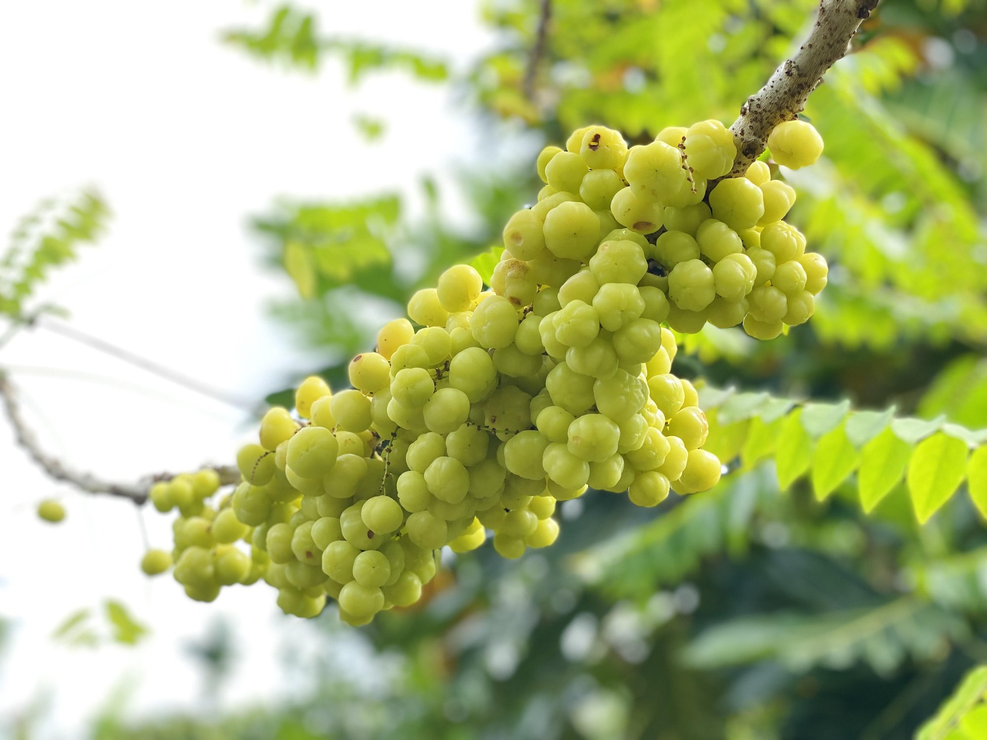 Tự làm mứt chùm ruột chua ngọt ăn là mê » Báo Phụ Nữ Việt Nam