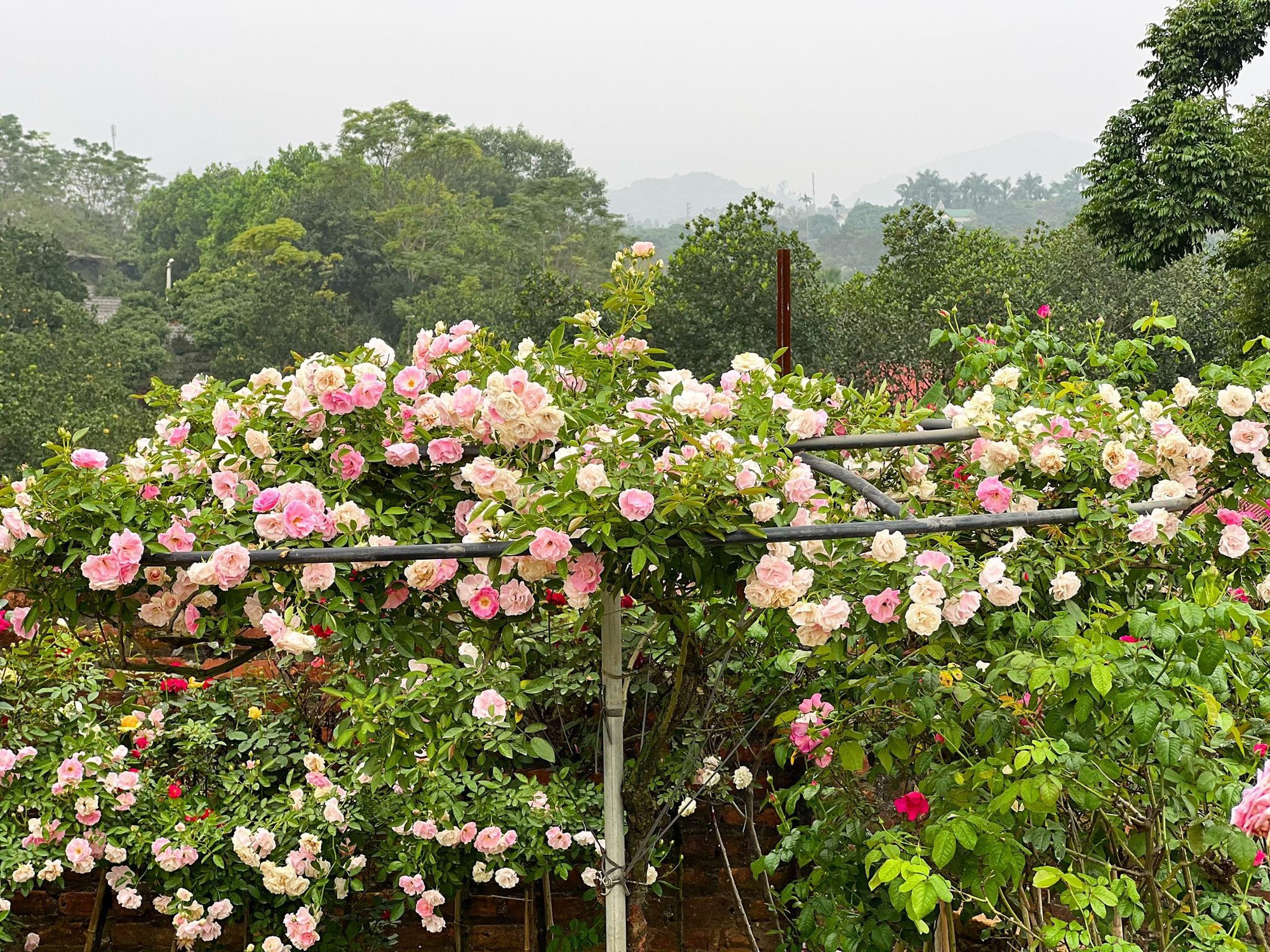Mùng 3 Tết đến thăm vườn hồng rộng 6.000m² của người phụ nữ Hà Nội - Ảnh 6.