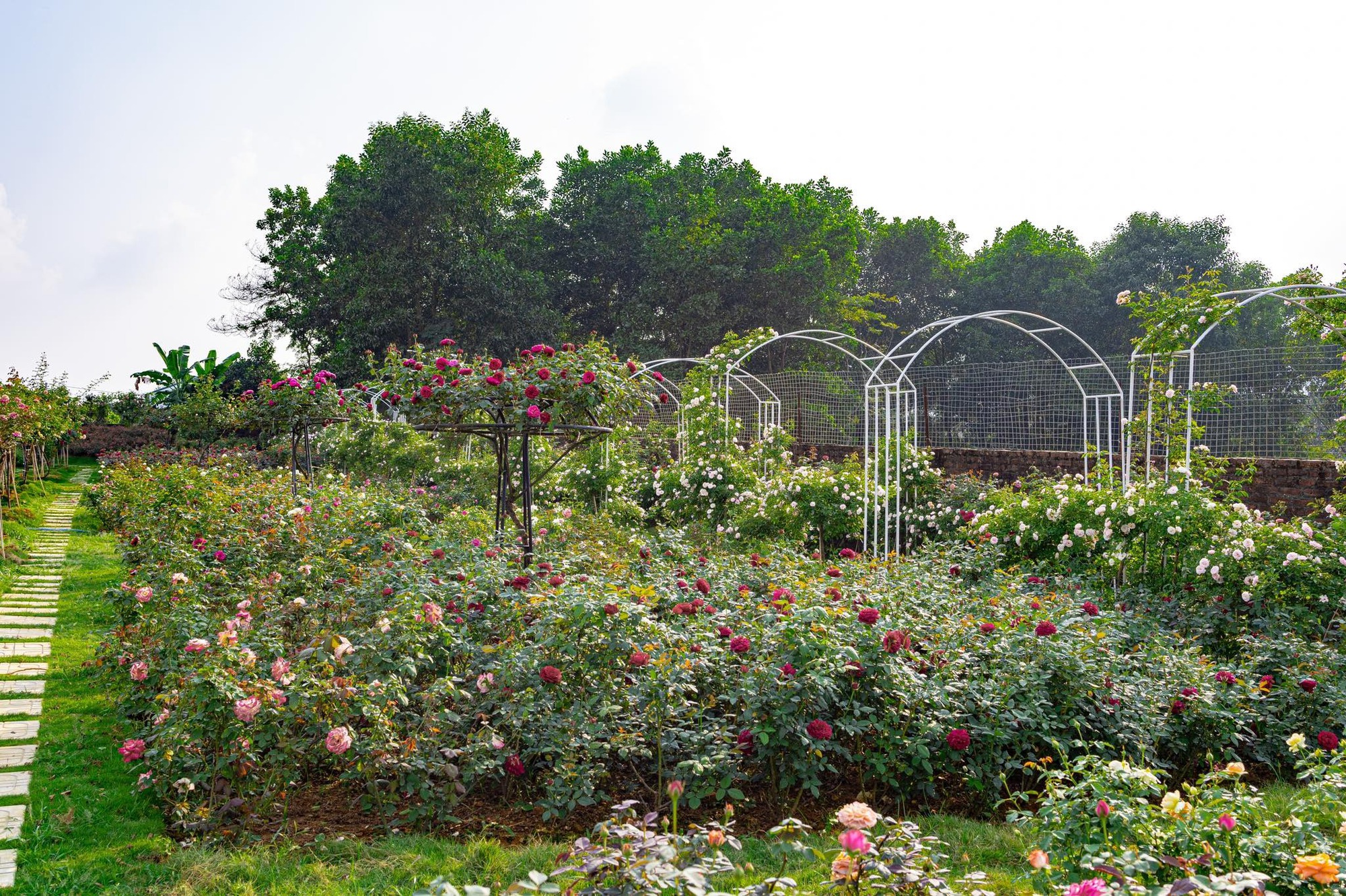 Mùng 3 Tết đến thăm vườn hồng rộng 6.000m² của người phụ nữ Hà Nội - Ảnh 8.