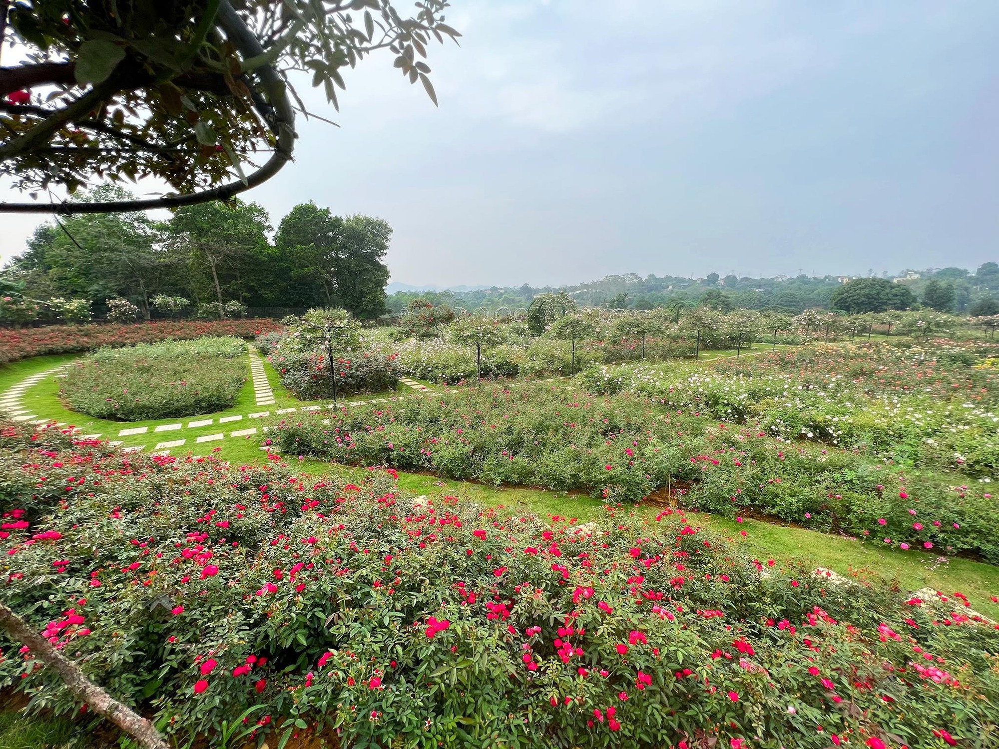 Mùng 3 Tết đến thăm vườn hồng rộng 6.000m² của người phụ nữ Hà Nội - Ảnh 1.