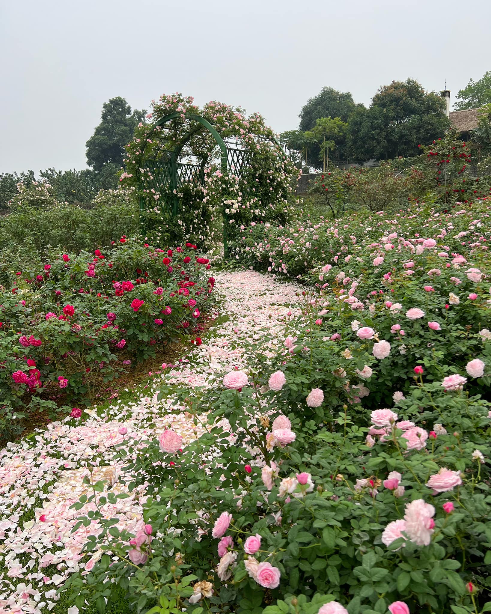 Mùng 3 Tết đến thăm vườn hồng rộng 6.000m² của người phụ nữ Hà Nội - Ảnh 9.