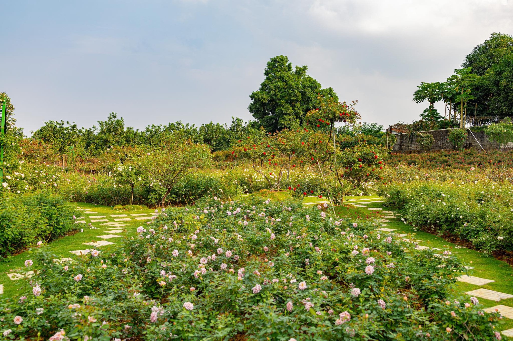 Mùng 3 Tết đến thăm vườn hồng rộng 6.000m² của người phụ nữ Hà Nội - Ảnh 3.