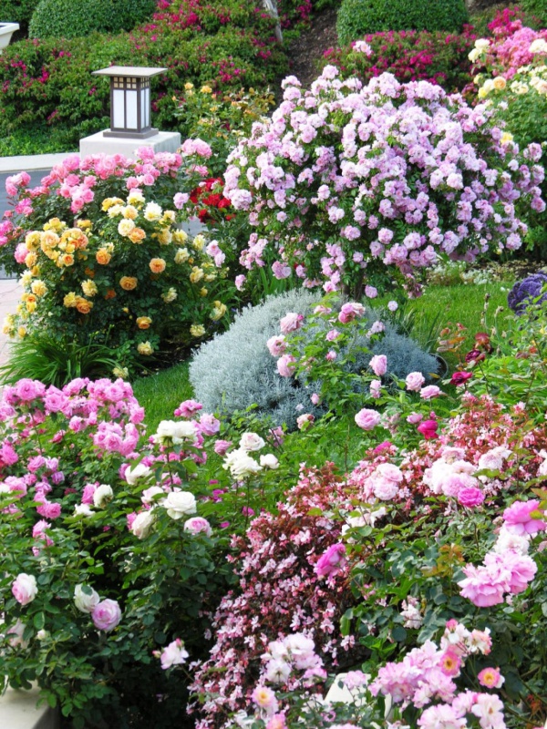 Rộn ràng hương sắc xuân trong sân vườn nhờ những ý tưởng làm đẹp sáng tạo - Ảnh 4.