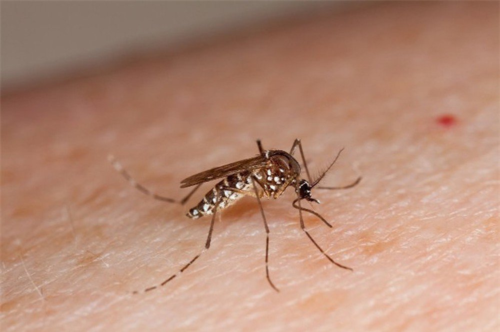 Không cần hóa chất, đuổi muỗi trong nhà tránh sốt xuất huyết chỉ cần vài thứ tưởng như bỏ đi này - Ảnh 1.