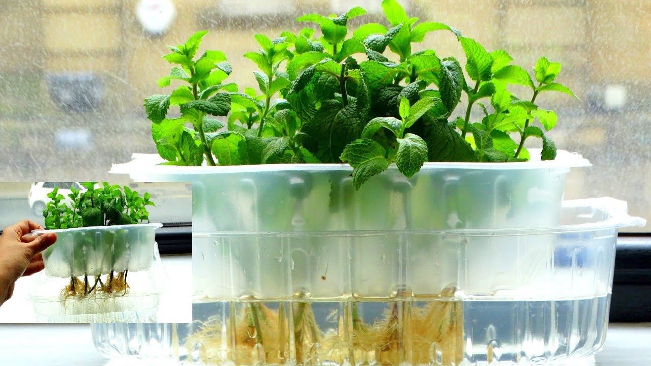 Gợi ý 5 loại rau củ và thảo mộc có thể trồng thủy sinh trong nhà - Ảnh 4.