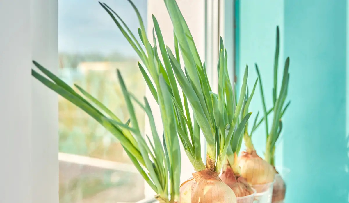 Gợi ý 5 loại rau củ và thảo mộc có thể trồng thủy sinh trong nhà - Ảnh 5.