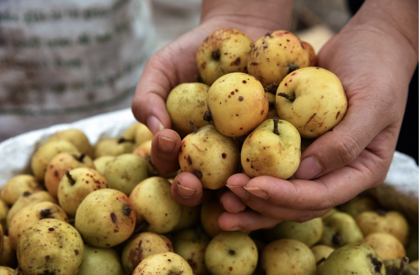 9 loại trái cây mùa thu tốt cho sức khỏe tim mạch - Ảnh 1.